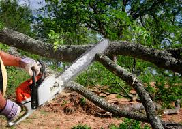 Professional Tree Removal and Landscaping Services in Moville, IA